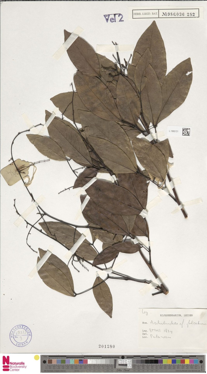 Archidendron falcatum photo 8