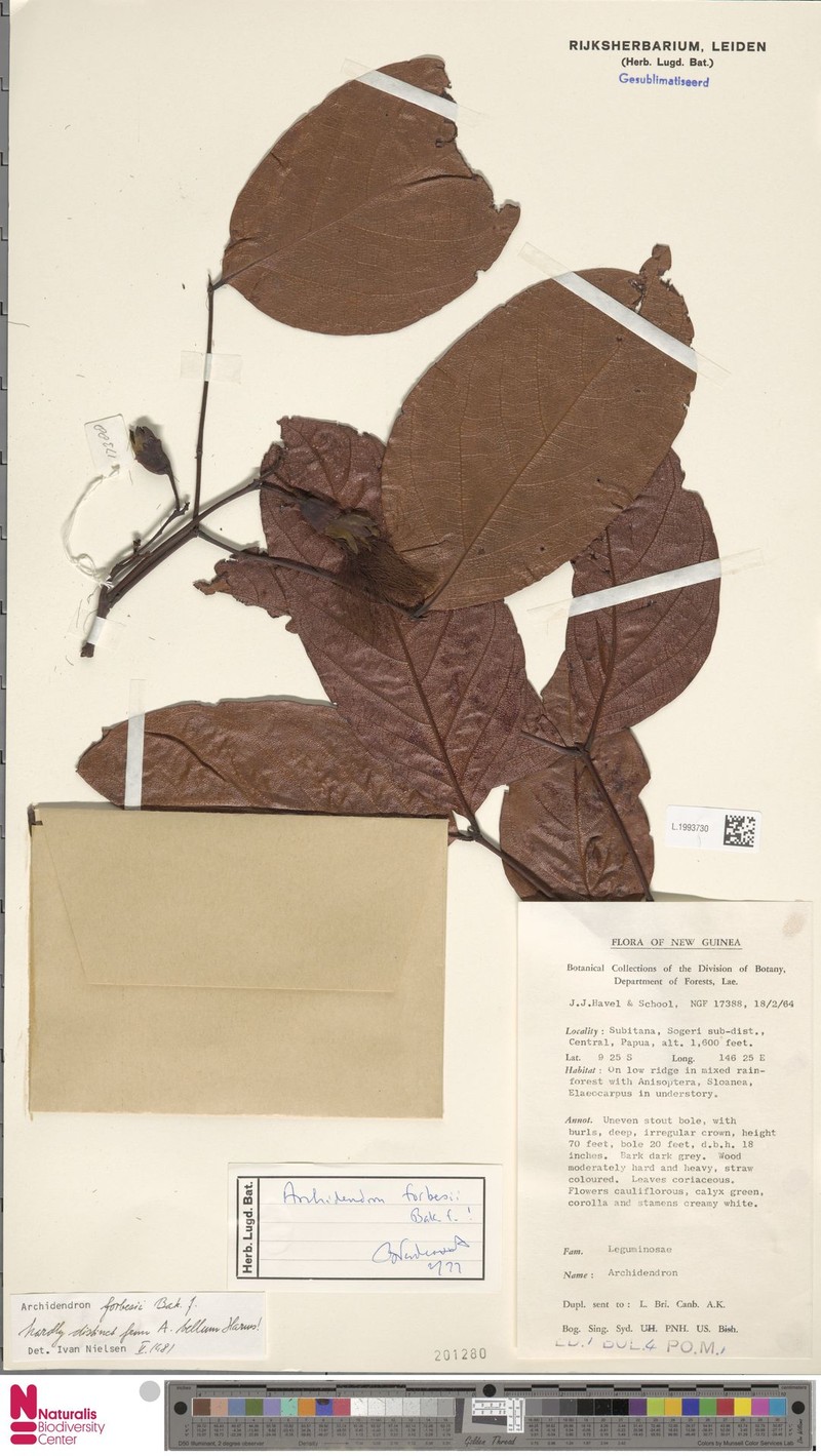 Archidendron forbesii