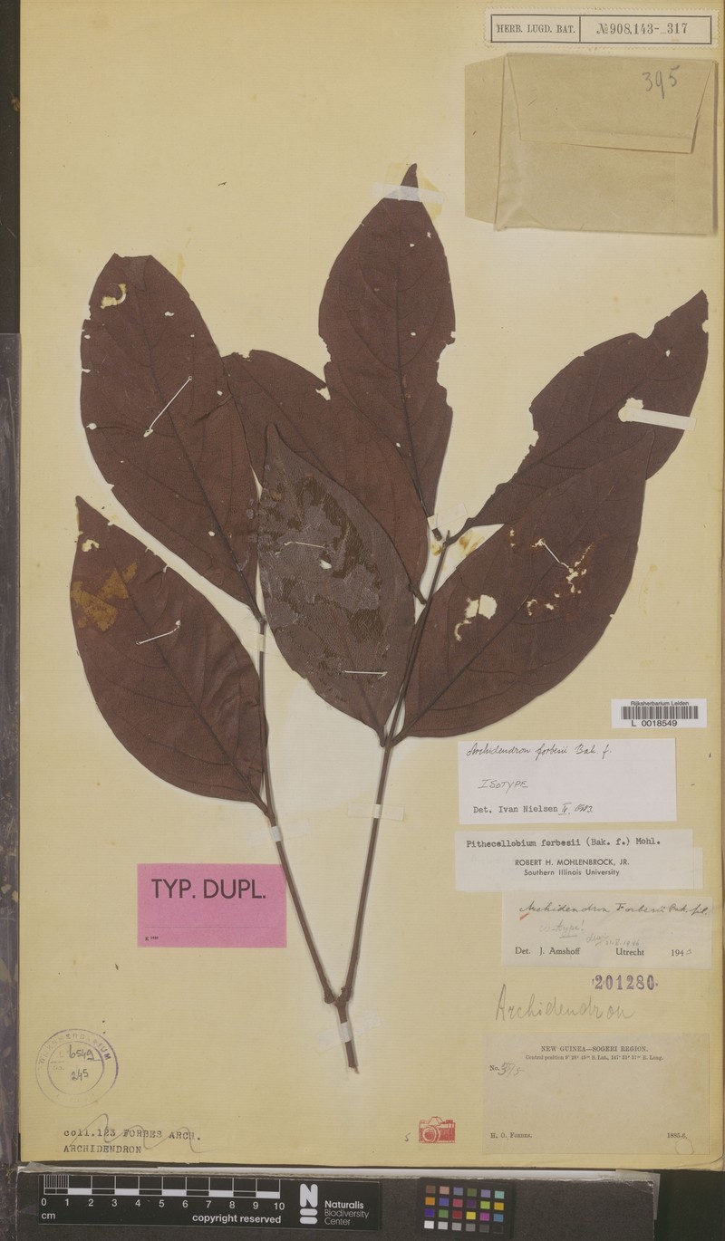 Archidendron forbesii photo 2