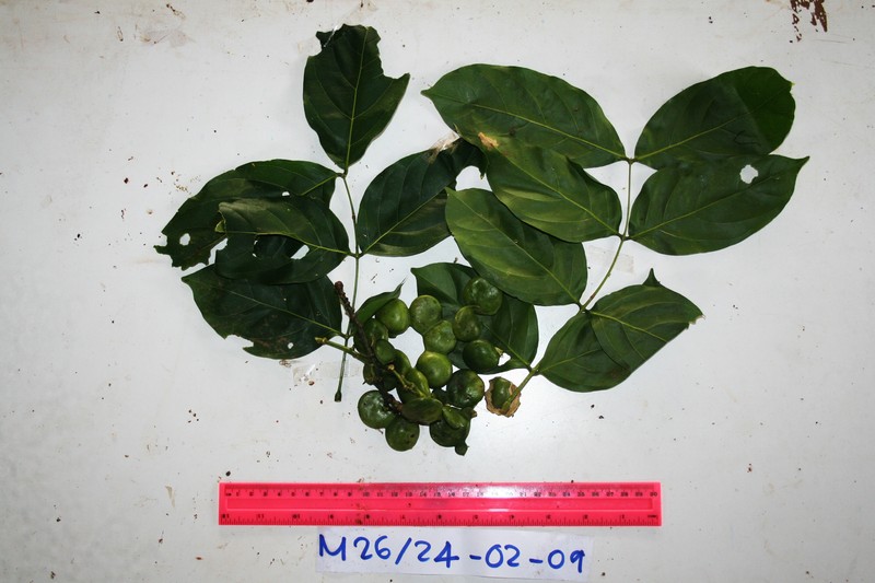 Archidendron glabrum