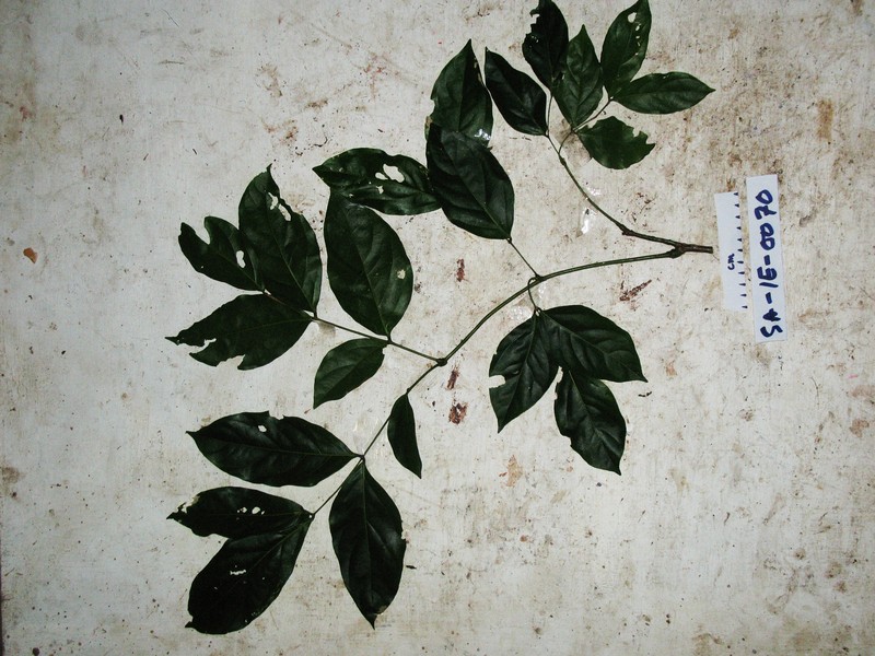 Archidendron glabrum photo 2