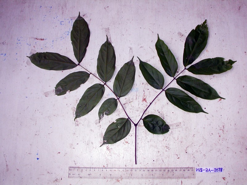 Archidendron glabrum photo 3