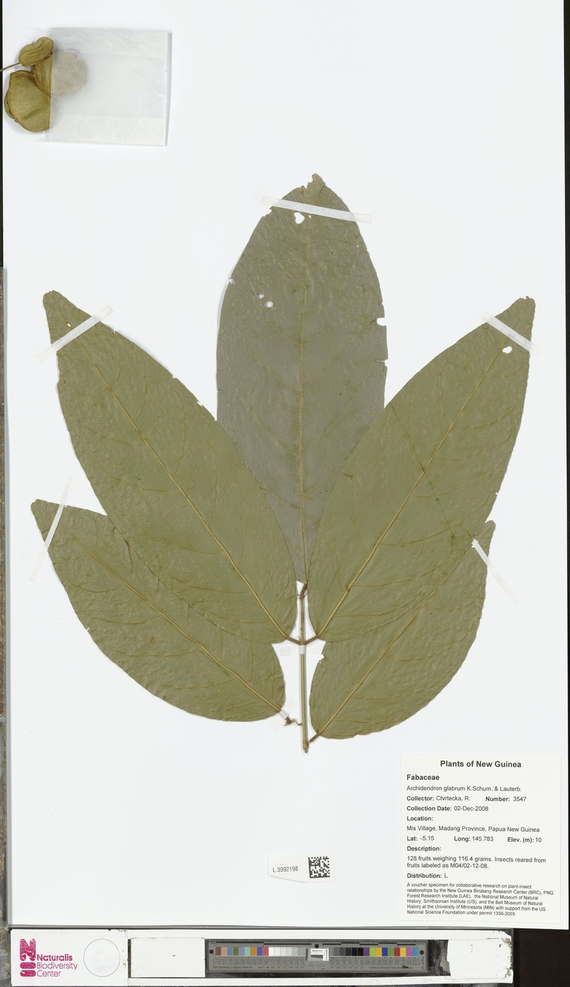 Archidendron glabrum photo 4
