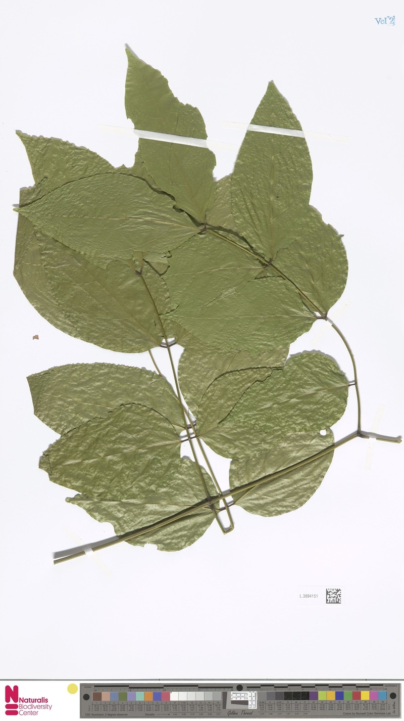 Archidendron glabrum photo 5