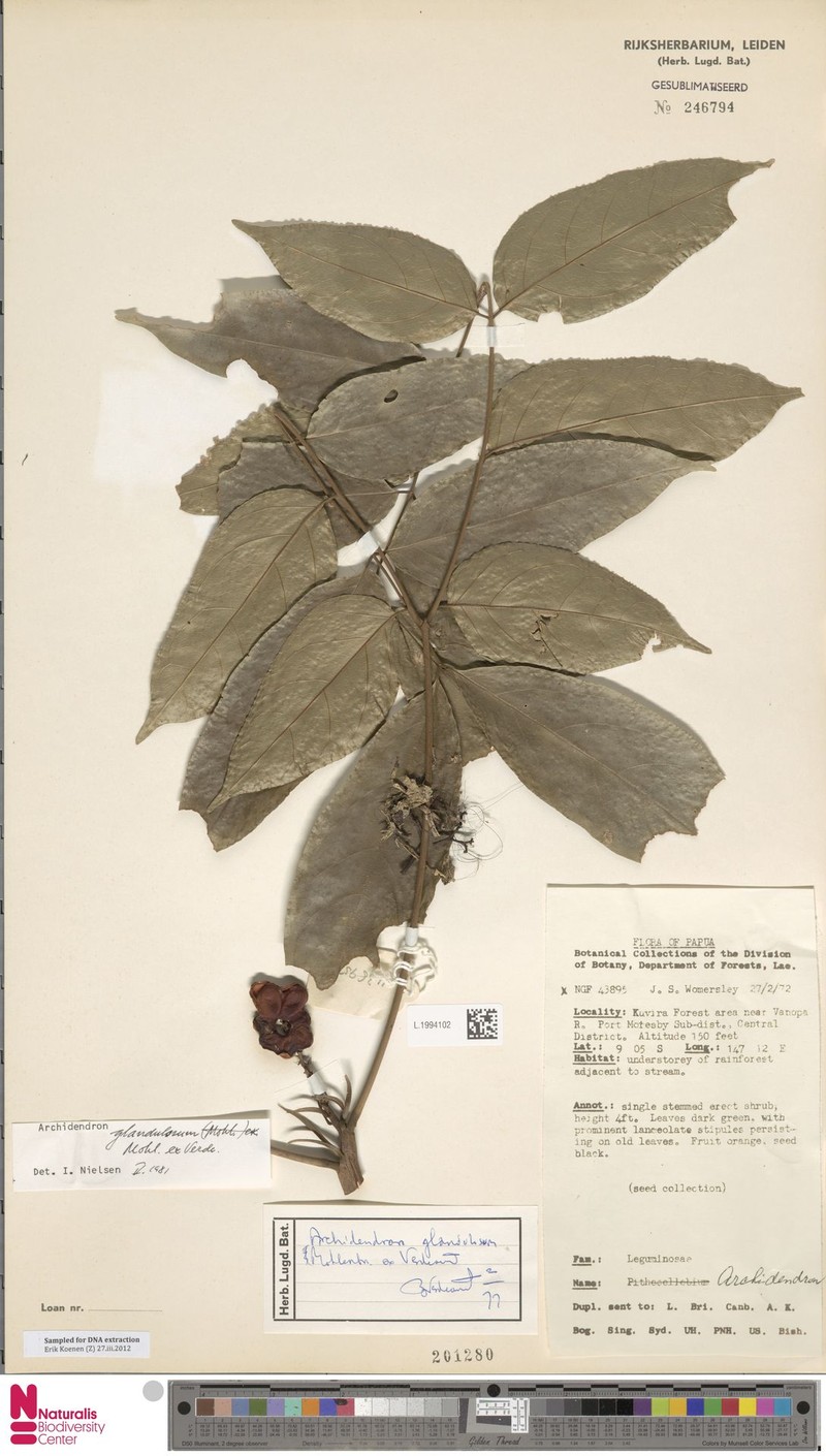 Archidendron glandulosum