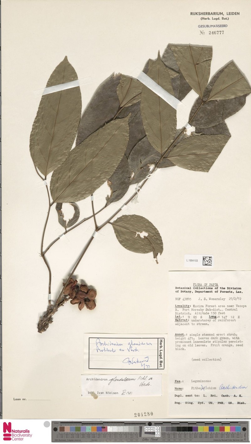 Archidendron glandulosum photo 2