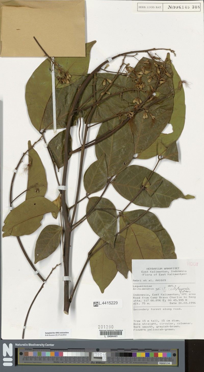 Archidendron globosum