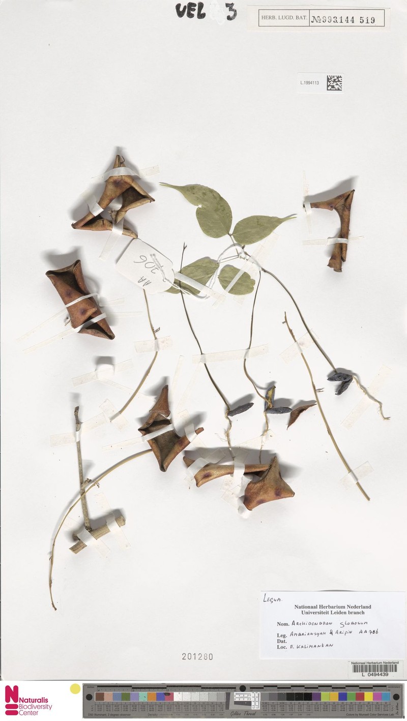 Archidendron globosum photo 2