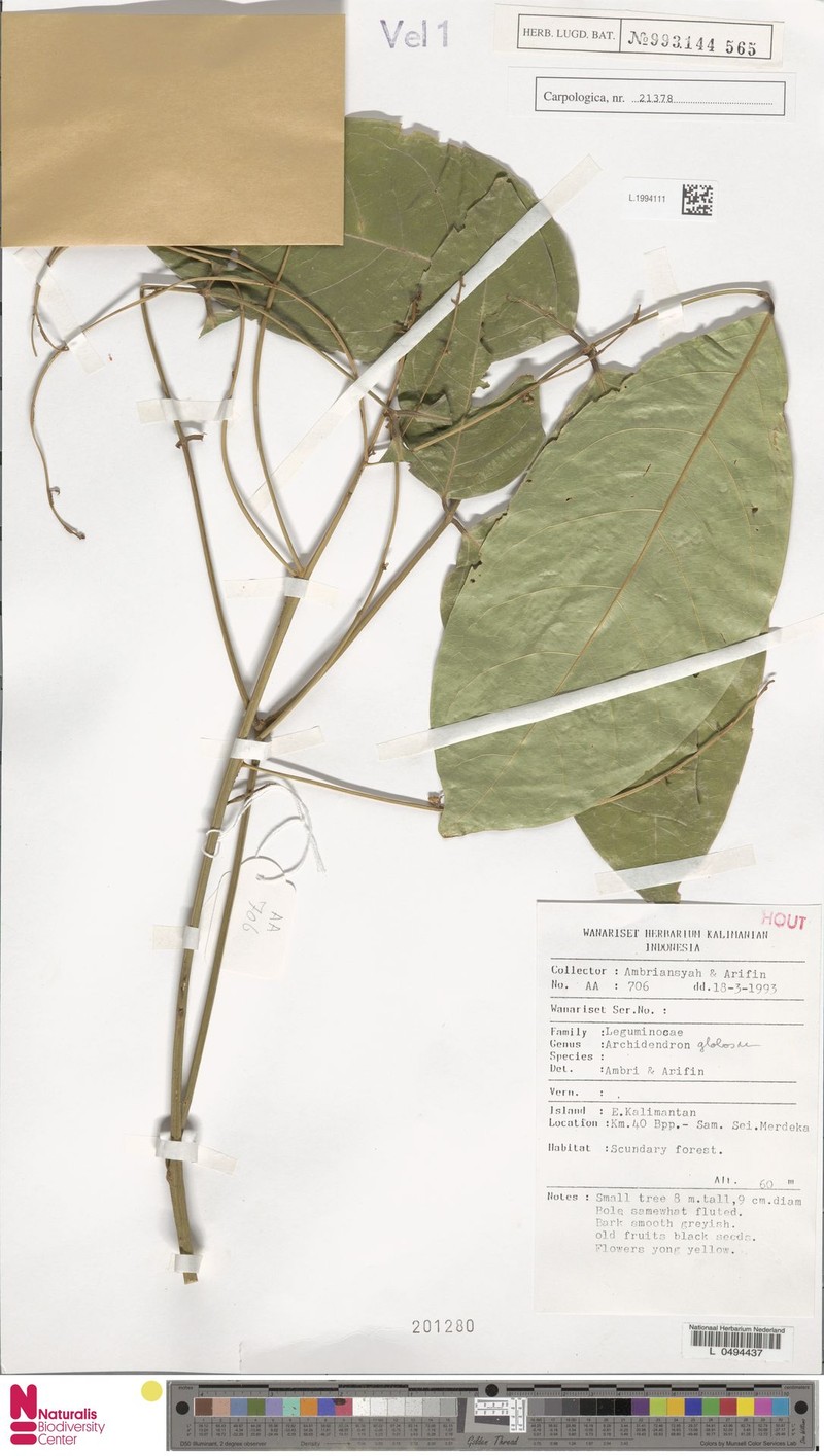 Archidendron globosum photo 3