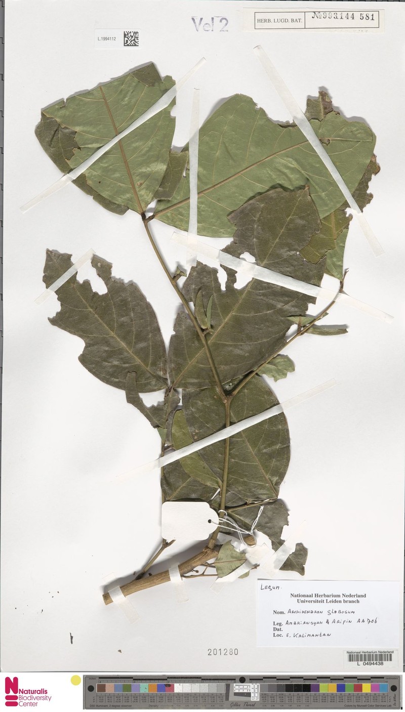 Archidendron globosum photo 4
