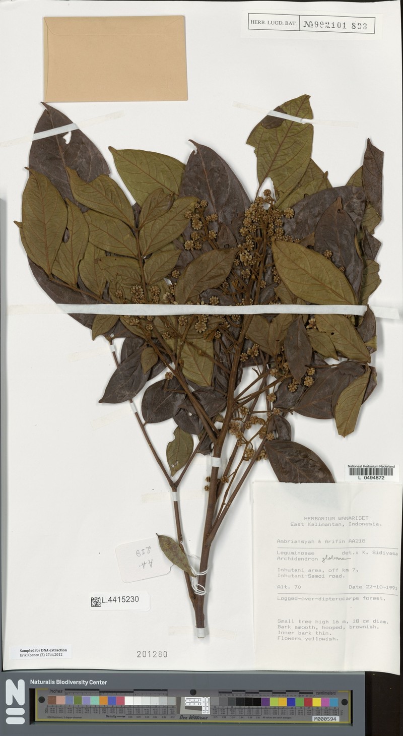 Archidendron globosum photo 5
