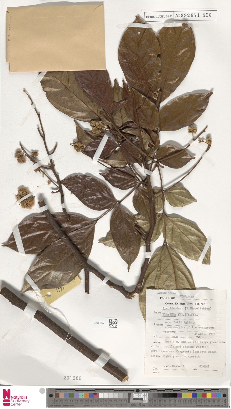 Archidendron globosum photo 6