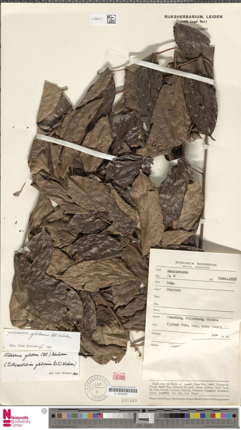 Archidendron globosum photo 7
