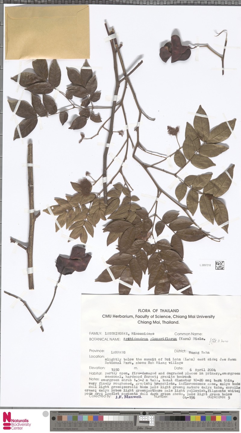 Archidendron glomeriflorum photo 2