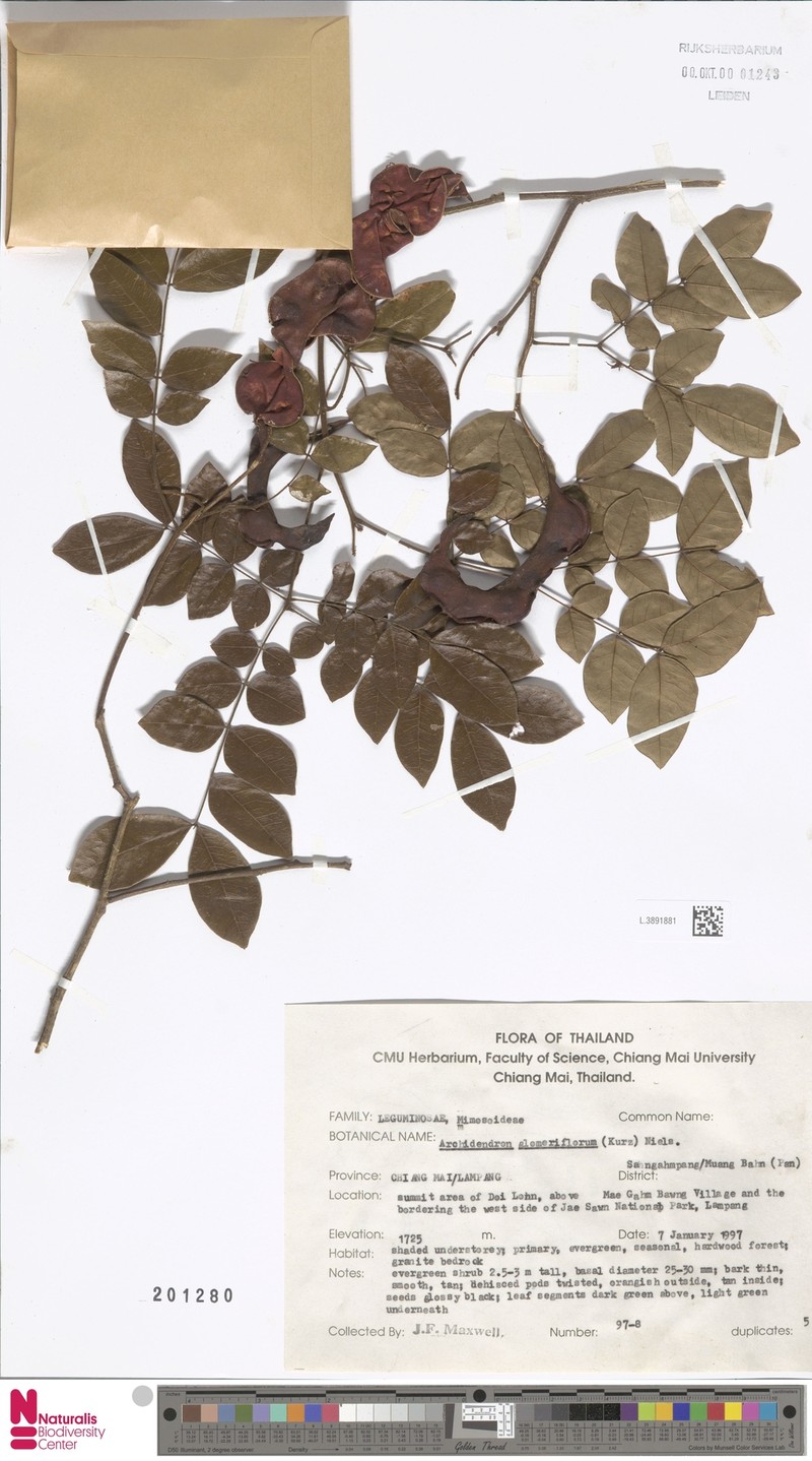 Archidendron glomeriflorum photo 3