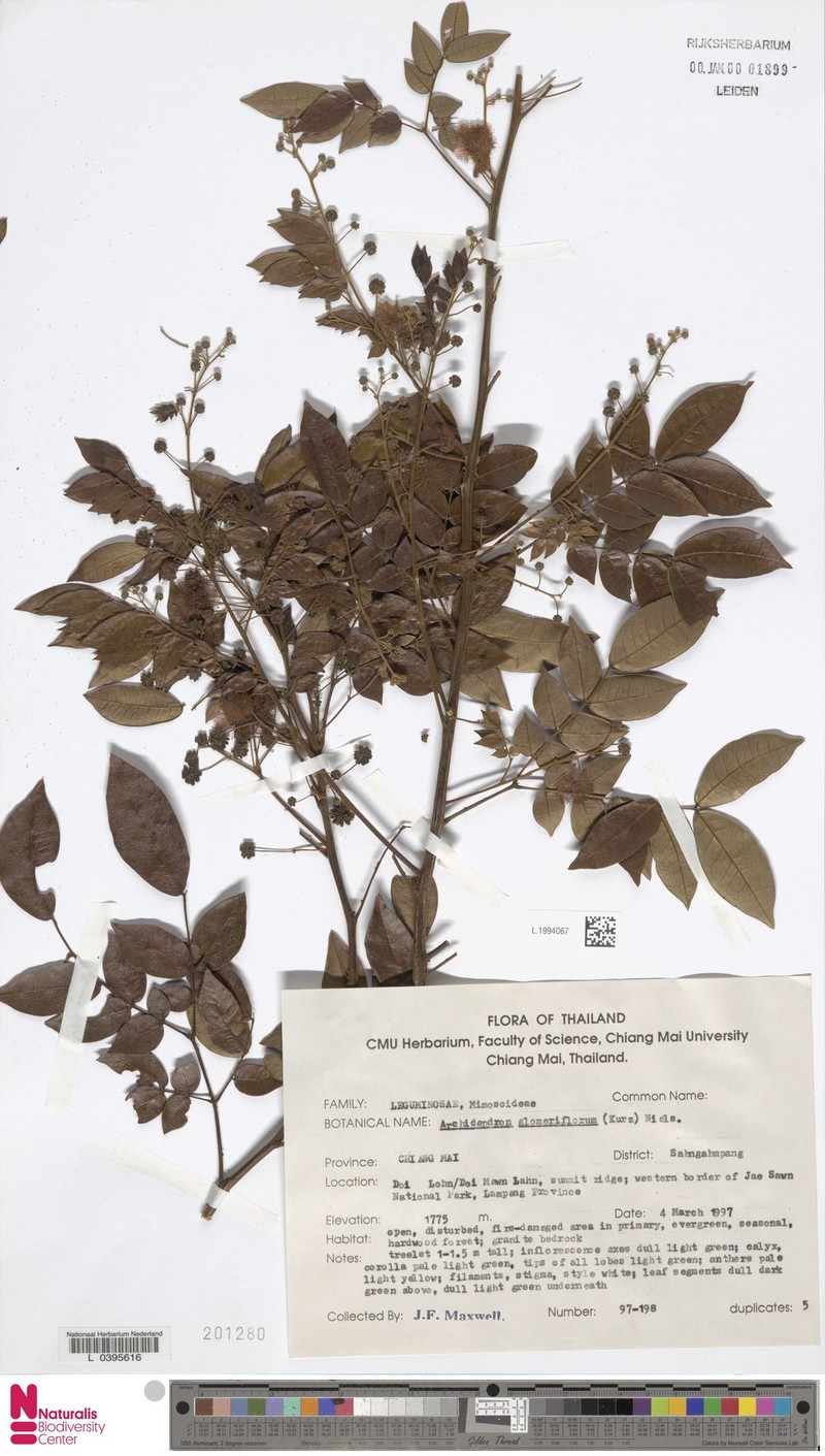 Archidendron glomeriflorum photo 4