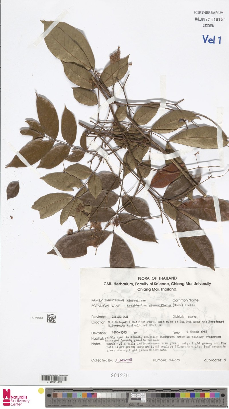 Archidendron glomeriflorum photo 5