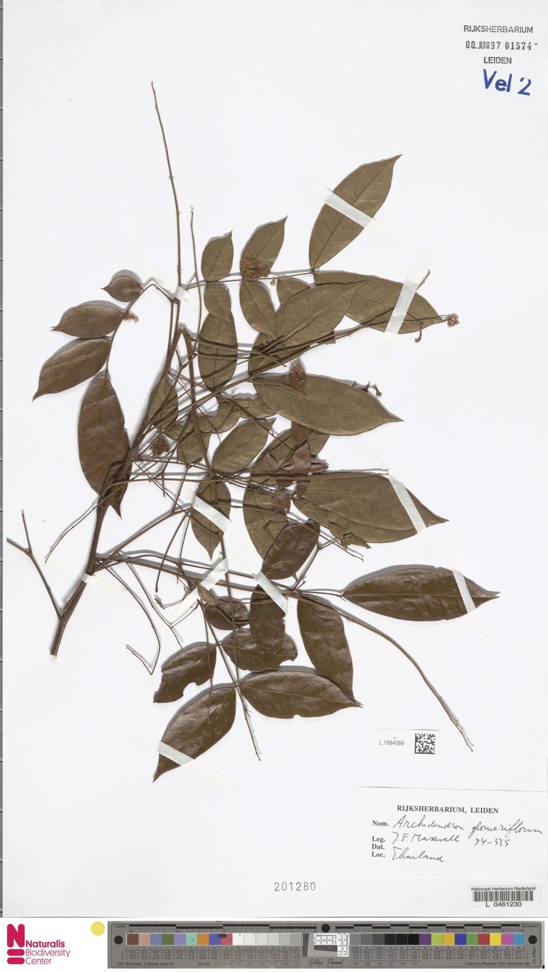 Archidendron glomeriflorum photo 6