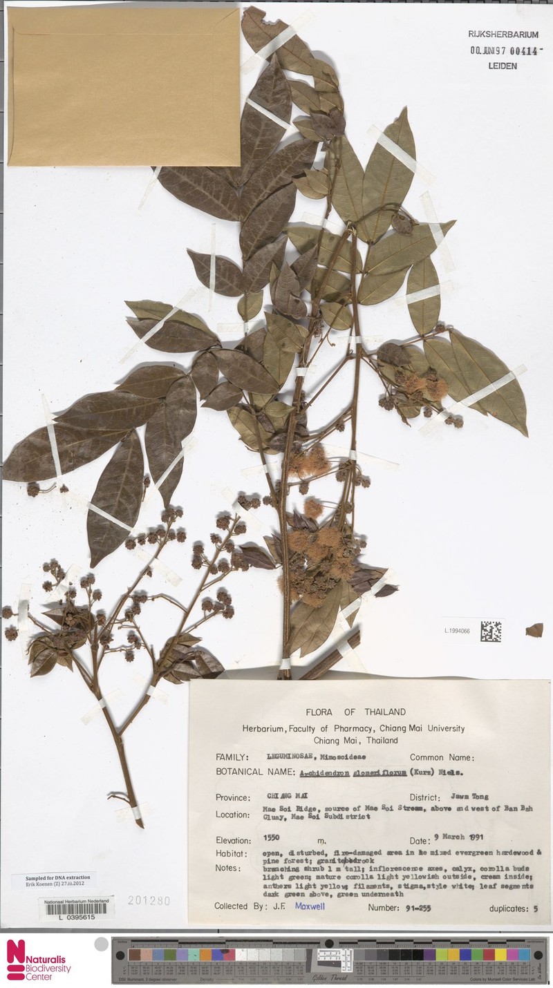Archidendron glomeriflorum photo 7