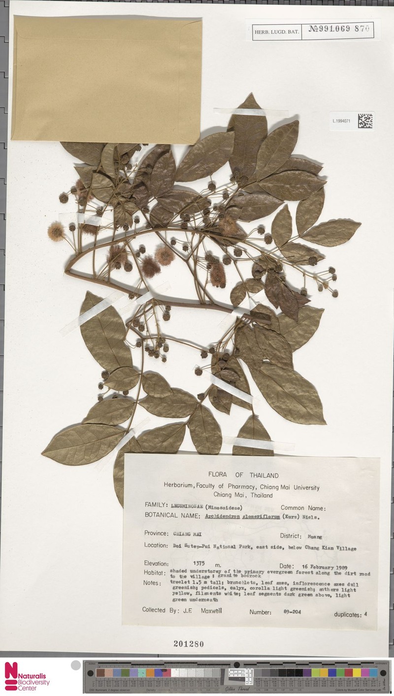 Archidendron glomeriflorum photo 8