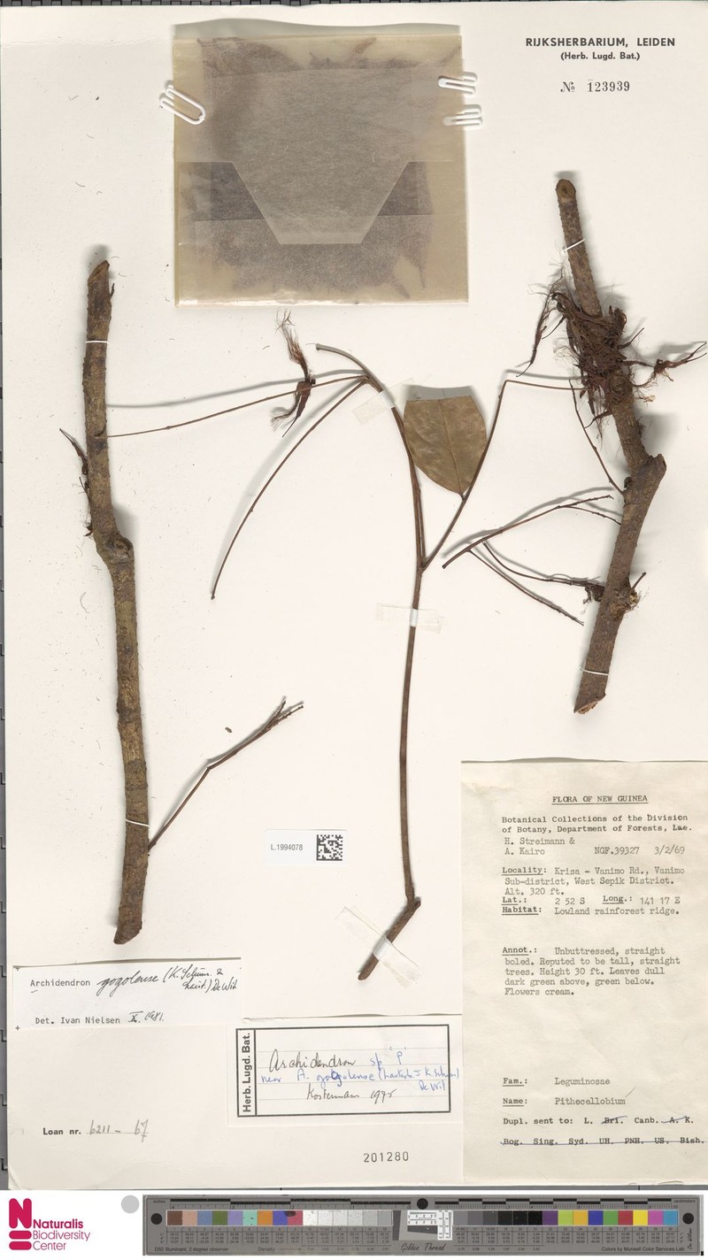 Archidendron gogolense