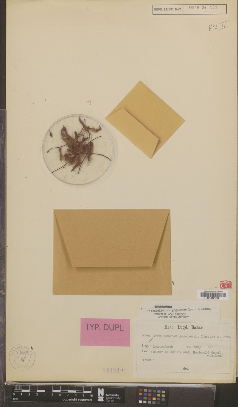 Archidendron gogolense photo 3