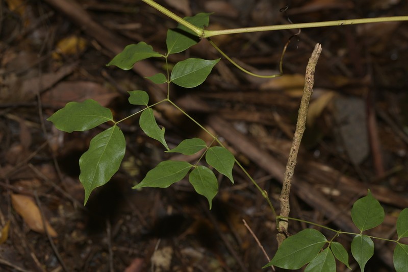 Archidendron grandiflorum photo 2