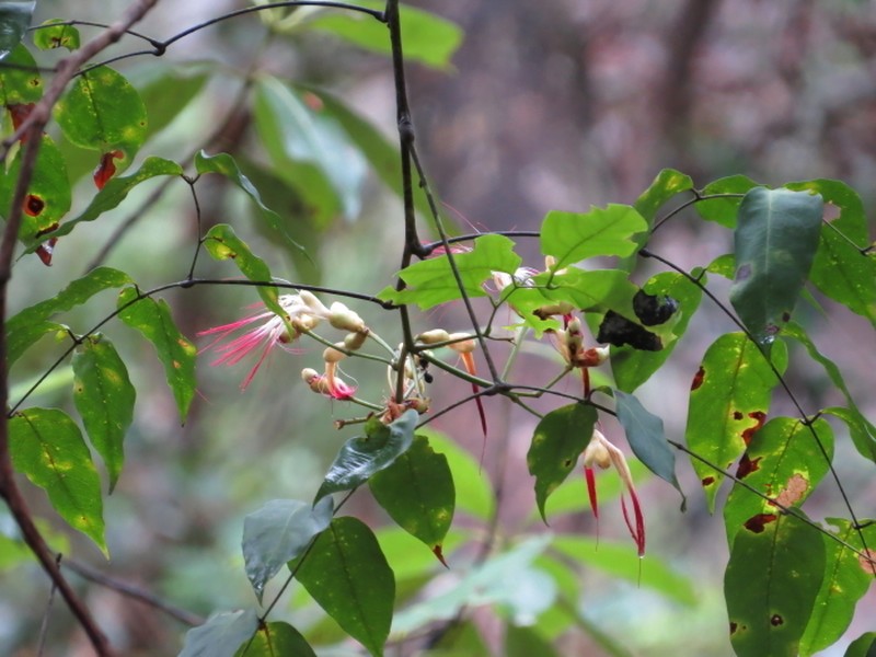Archidendron grandiflorum photo 3