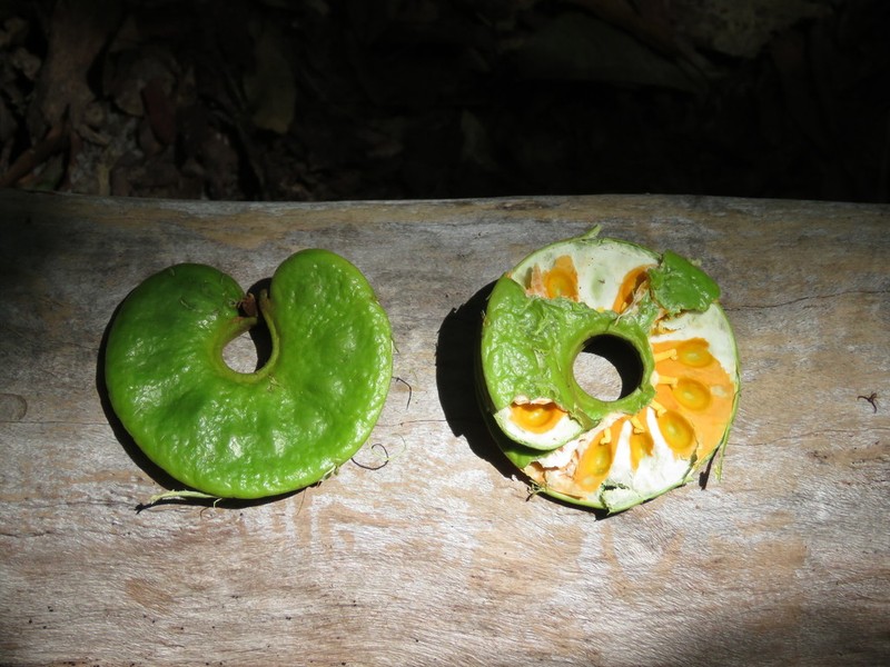 Archidendron grandiflorum photo 4