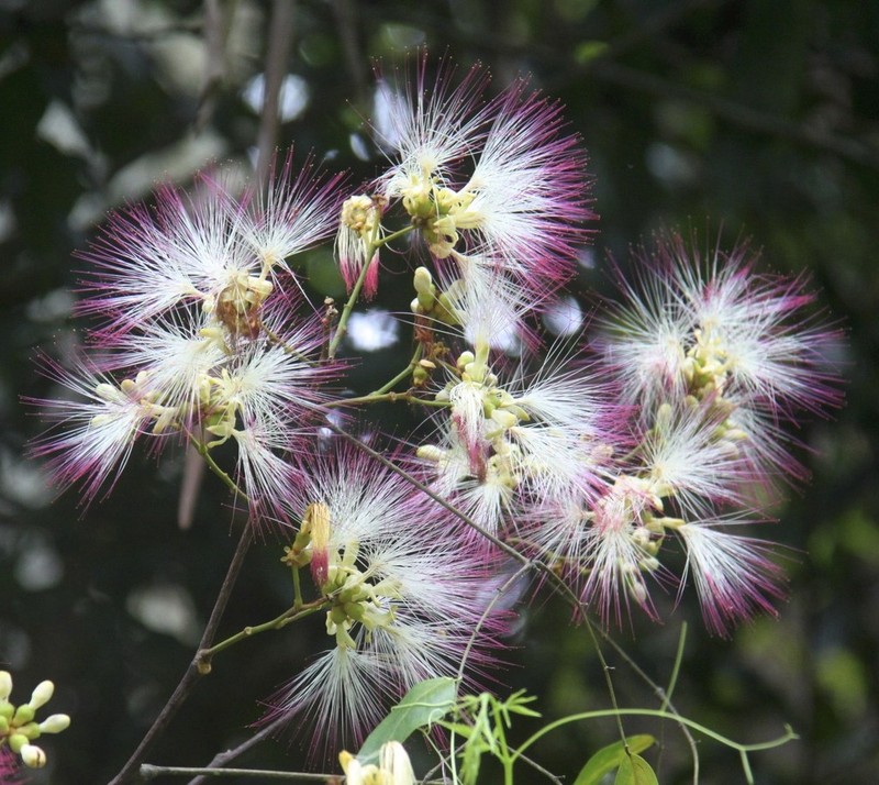 Archidendron grandiflorum photo 5
