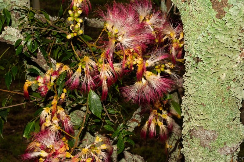 Archidendron grandiflorum photo 6