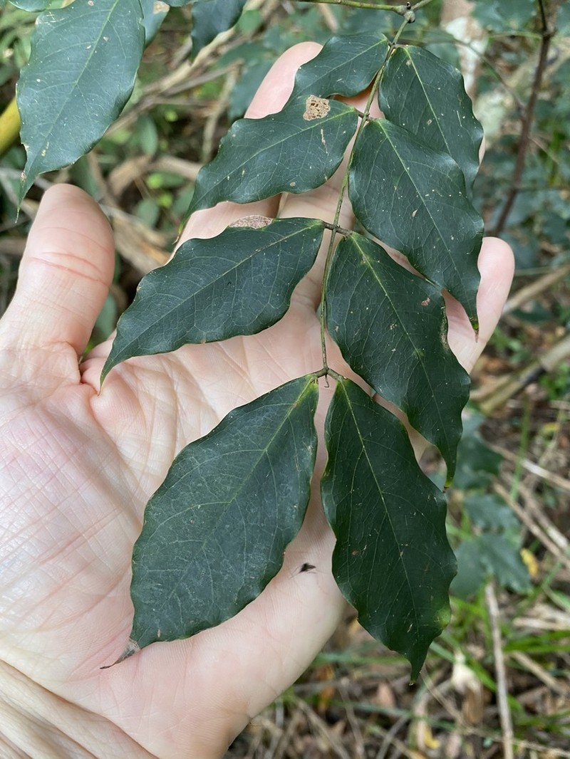 Archidendron grandiflorum photo 7