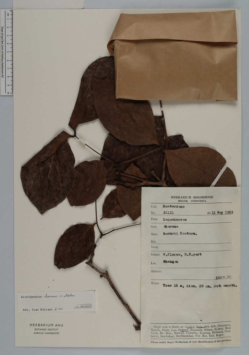 Archidendron harmsii