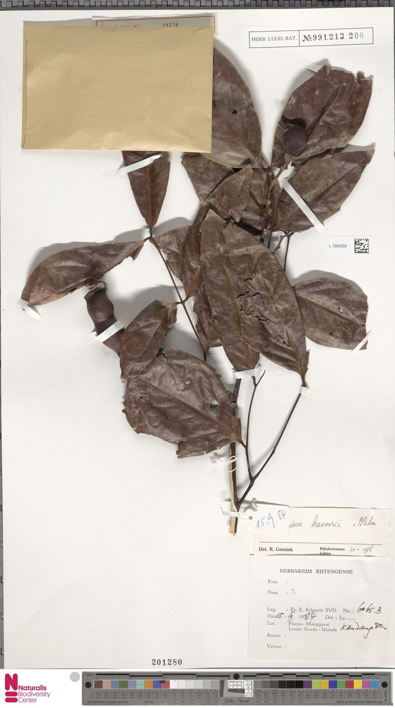 Archidendron harmsii photo 2
