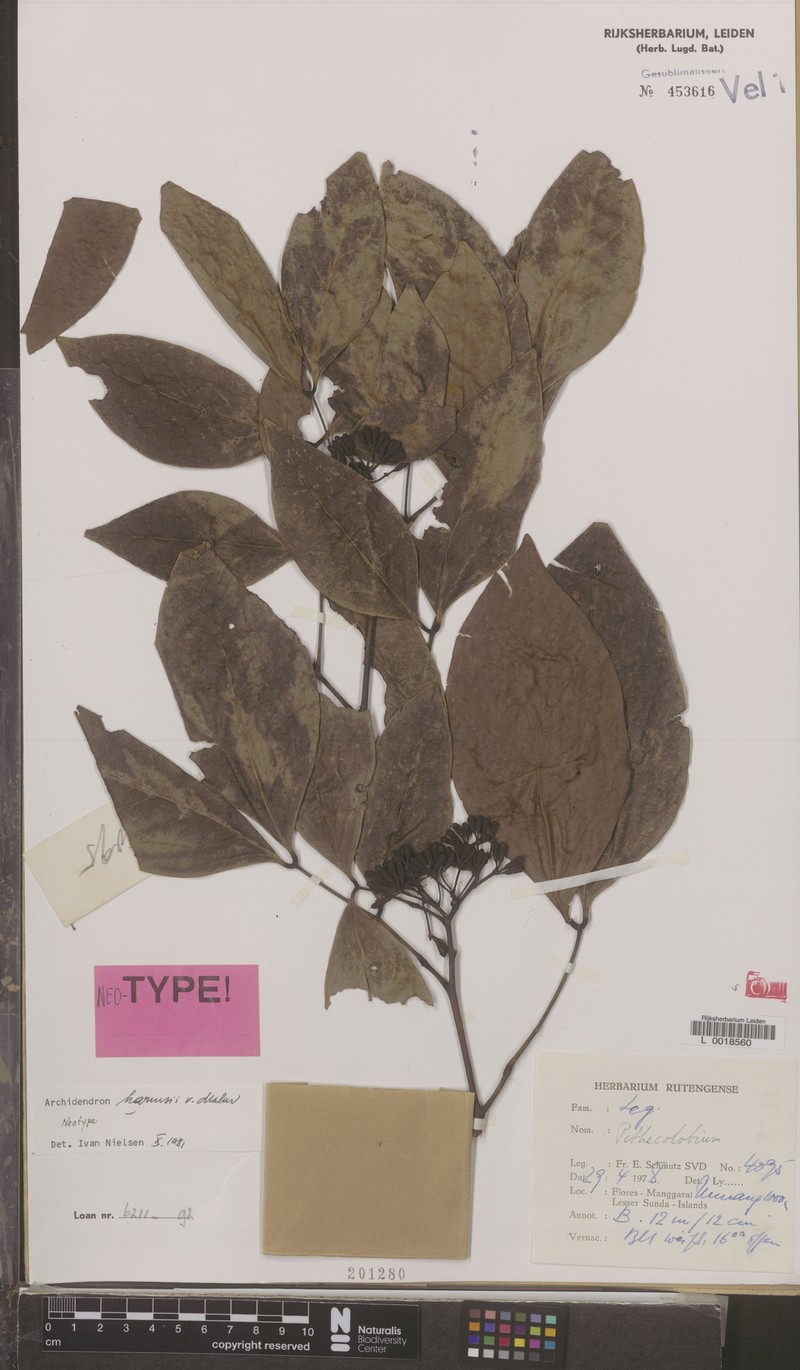 Archidendron harmsii photo 3