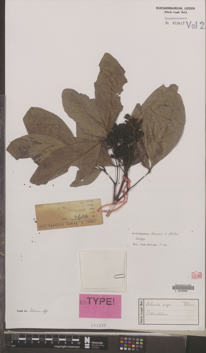 Archidendron harmsii photo 4