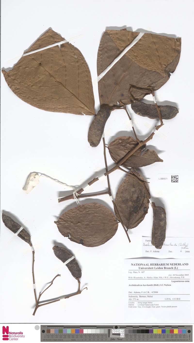 Archidendron havilandii