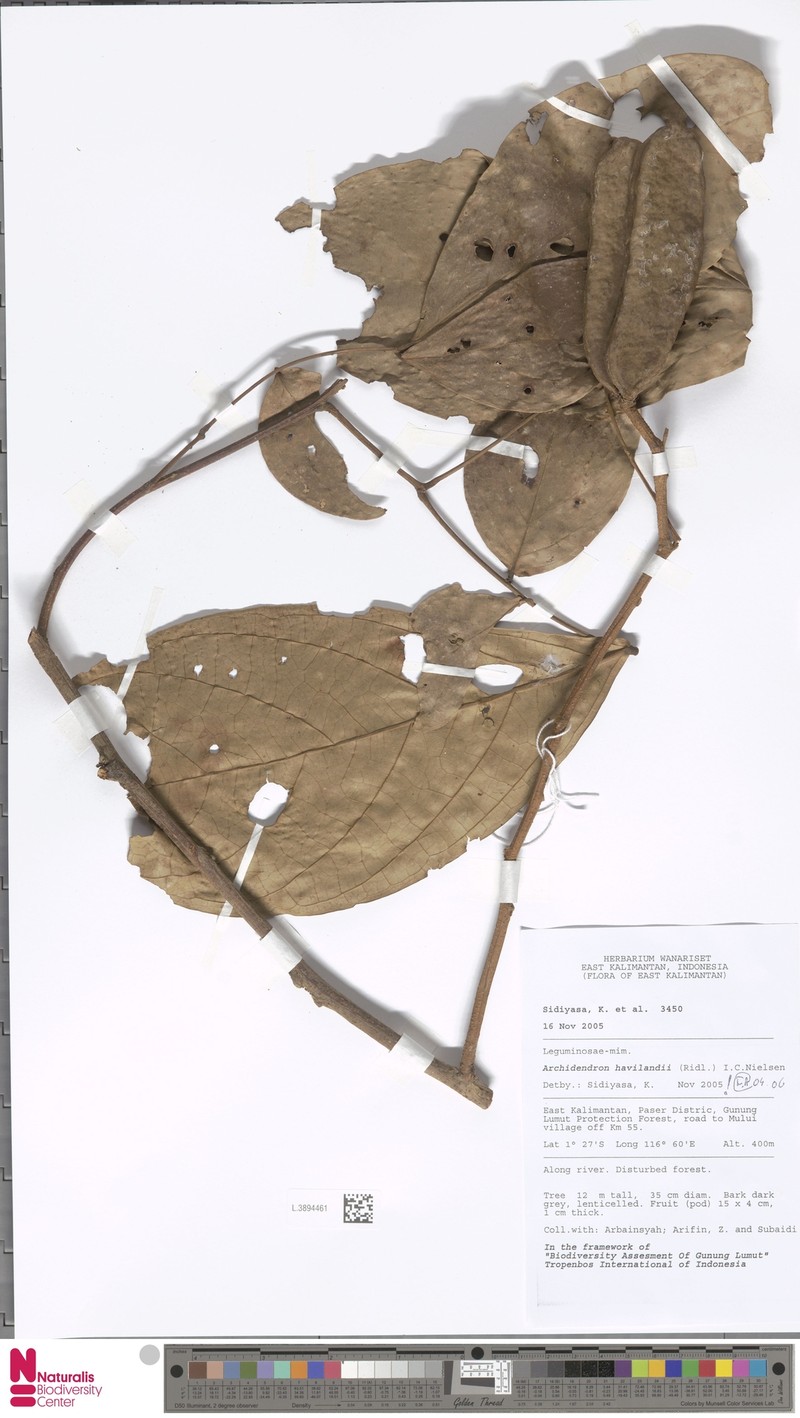 Archidendron havilandii photo 2
