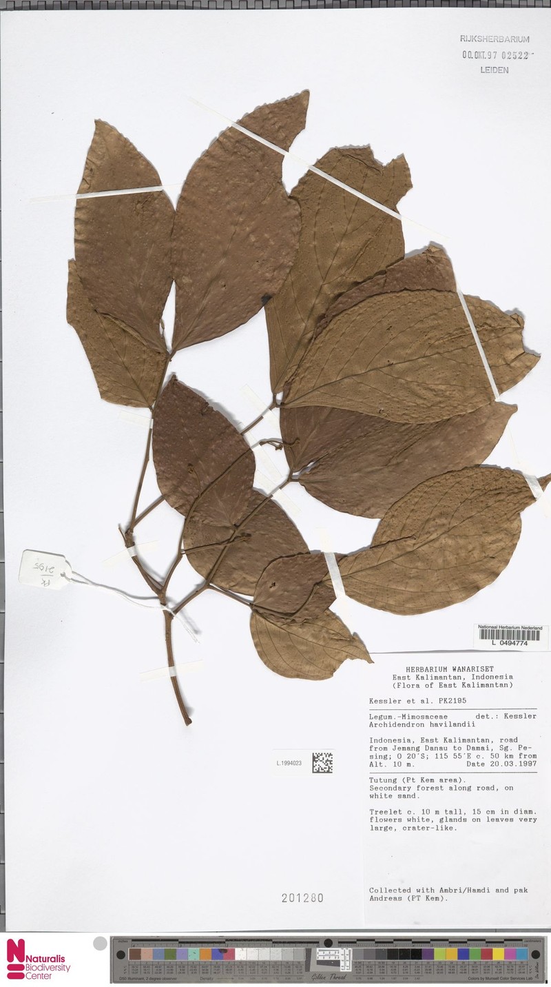 Archidendron havilandii photo 3