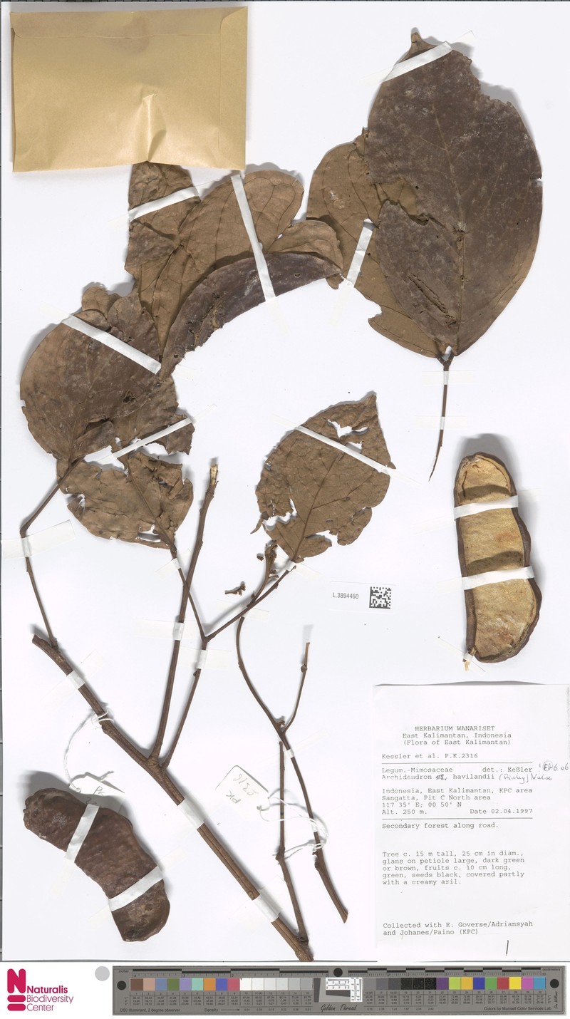 Archidendron havilandii photo 4