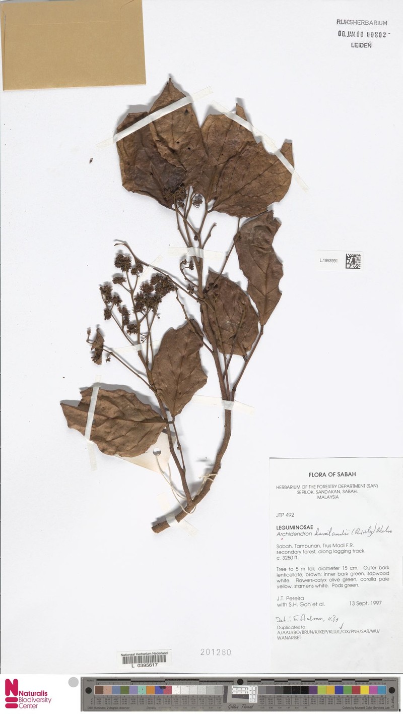 Archidendron havilandii photo 5