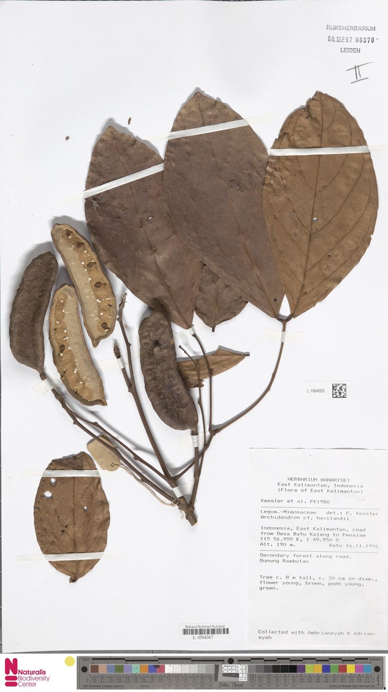 Archidendron havilandii photo 6