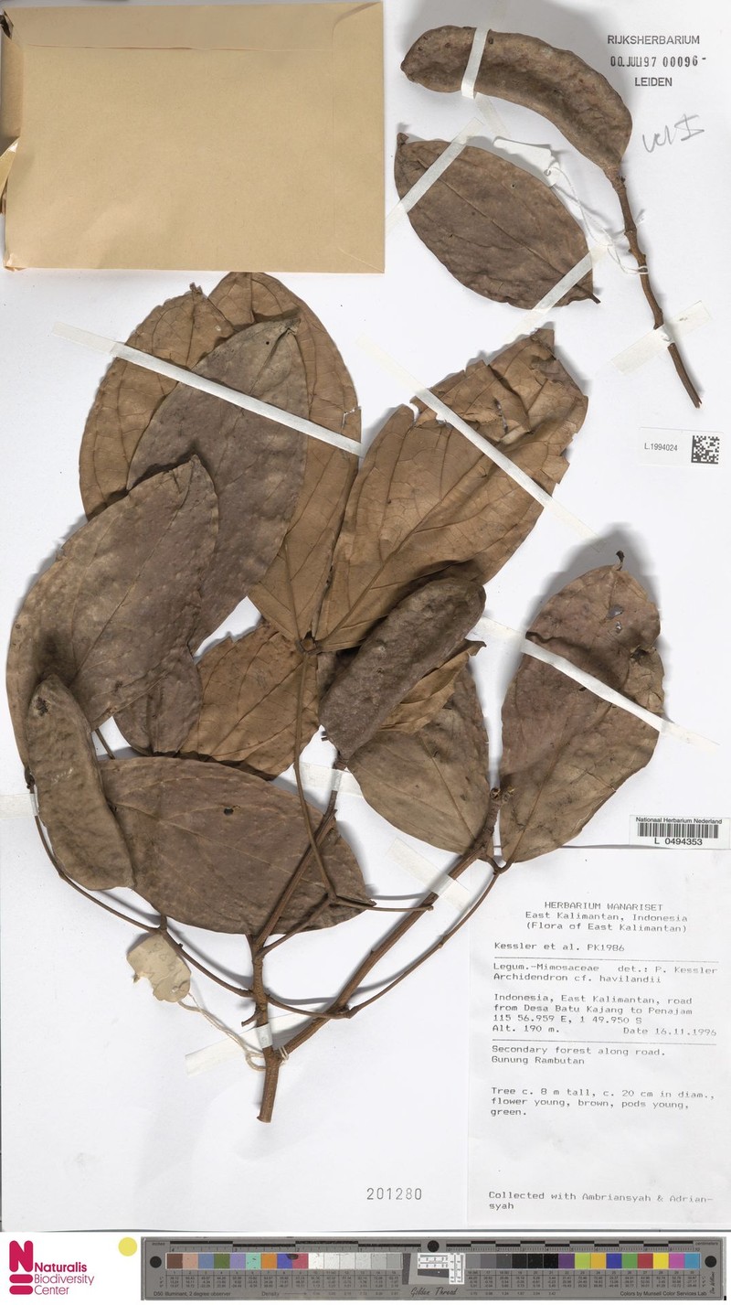 Archidendron havilandii photo 7