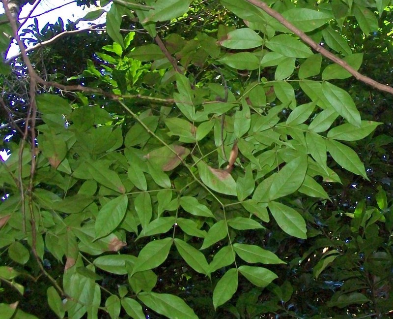 Archidendron hendersonii