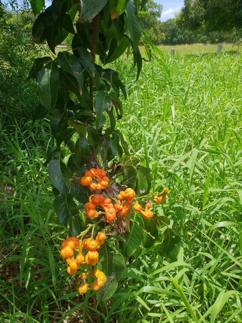 Archidendron hendersonii photo 2