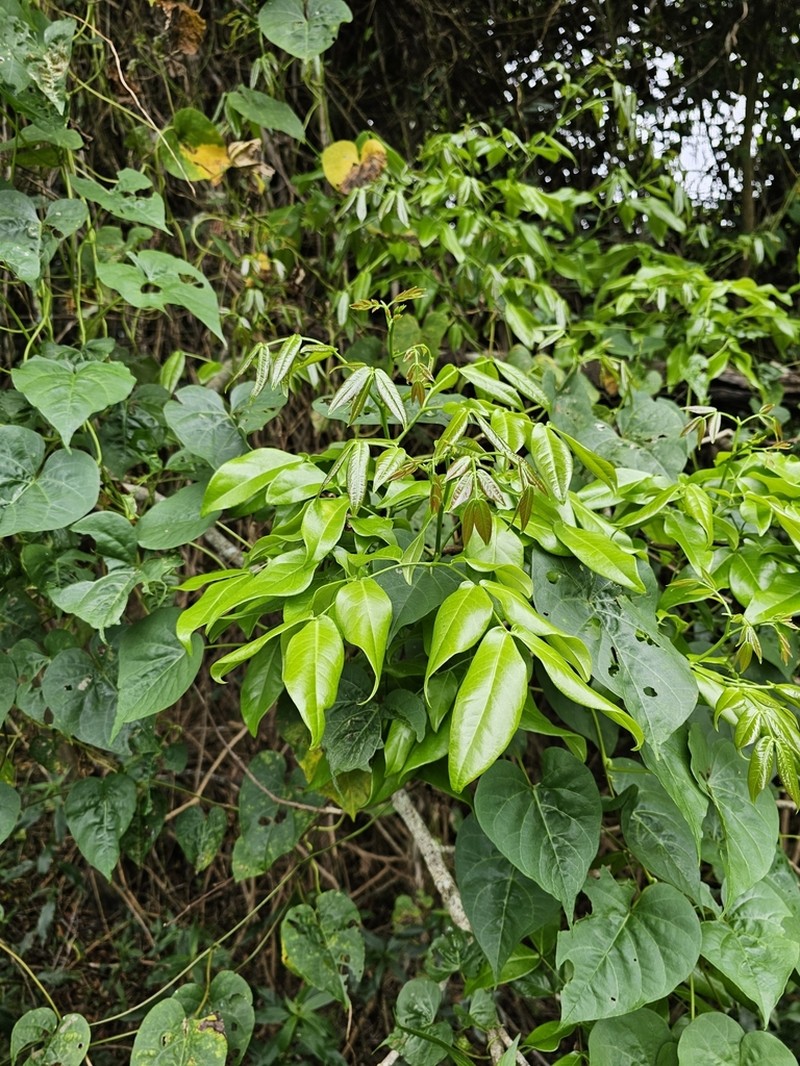 Archidendron hendersonii photo 3