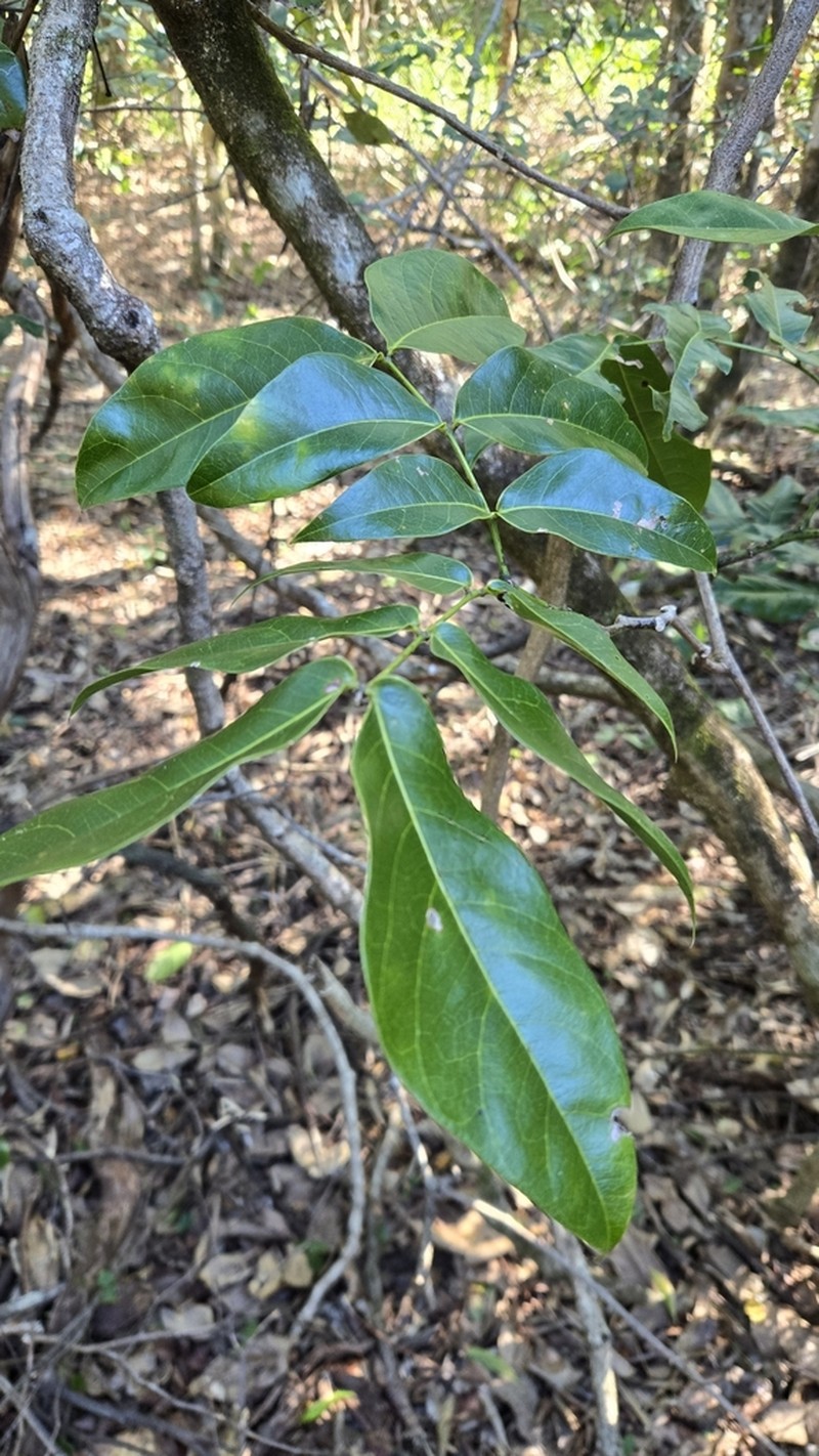 Archidendron hendersonii photo 4