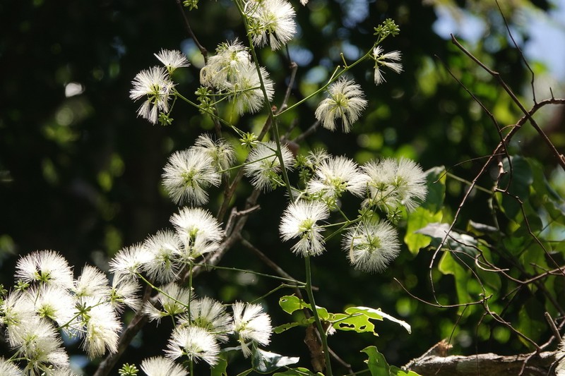 Archidendron hendersonii photo 5
