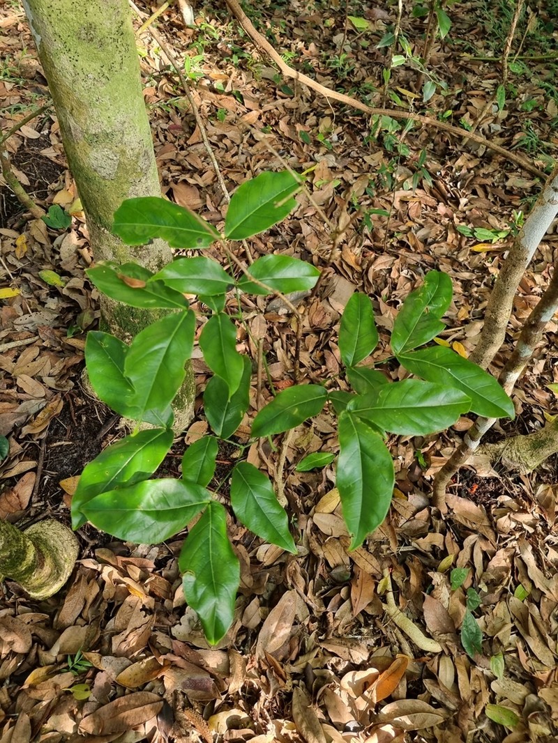 Archidendron hendersonii photo 6