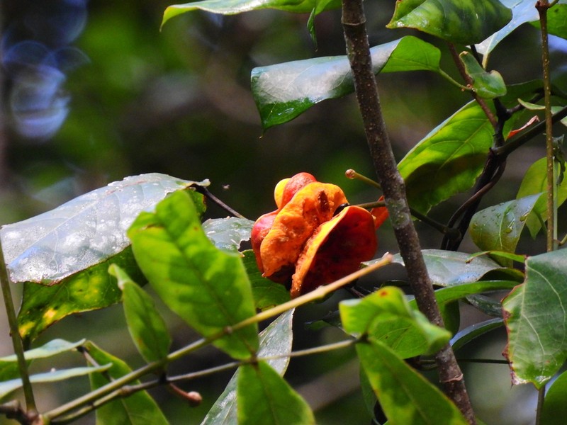 Archidendron hendersonii photo 7